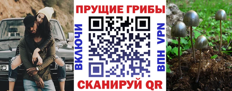 купить  цена  Сурск  Псилоцибиновые грибы ЛСД 